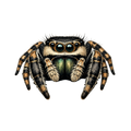 Jumping Spider Close-up Art