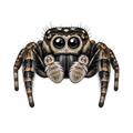 Jumping Spider Close-up Art
