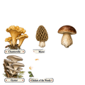 Foraging / Mushroom Hunter