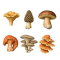 Foraging / Mushroom Hunter