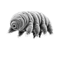 Tardigrade Science Nerd