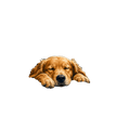 SORRY I'M LATE MY DOG LOOKED COZY