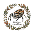 Jumping Spider Close-up Art
