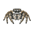 Jumping Spider Close-up Art
